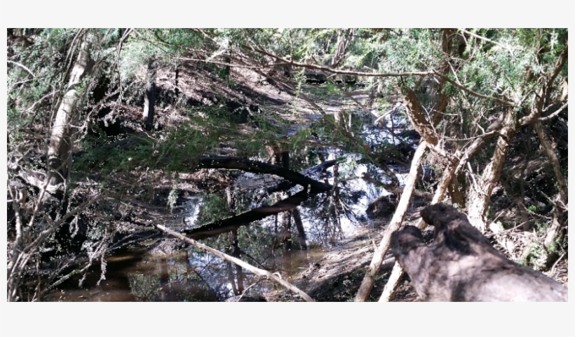 Restoring The Fotheringham Reserve Billabong, transparent png #7605722
