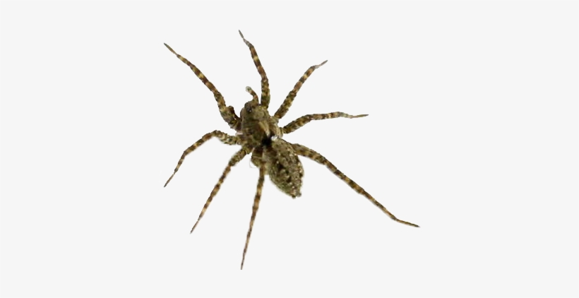 Wolf Spider, transparent png #7606012