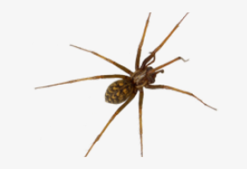 Common House Spider, transparent png #7606085