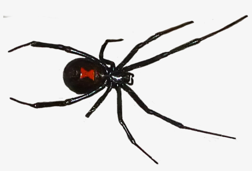 Black Widow Spider Png - Black Widow Mom, transparent png #7606255