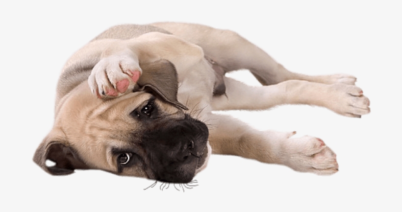 Free Png Download Little Dog Clipart Png Photo Png - Motivational Pets, transparent png #7606804