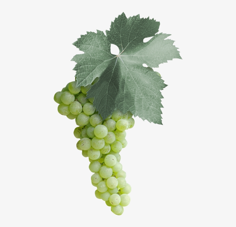 Among The 18 Malvasia Varieties In The Italian National - Malvasia Bianca Grape Puglia, transparent png #7608081