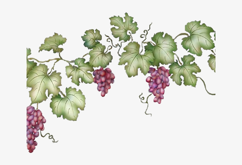 Vineyard Clipart Grape Vine - Grape Vine Transparent Background, transparent png #7608372