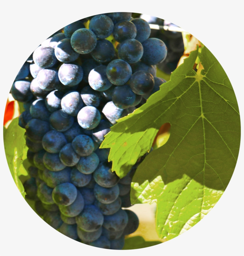 Verdelho - Seedless Fruit, transparent png #7608413