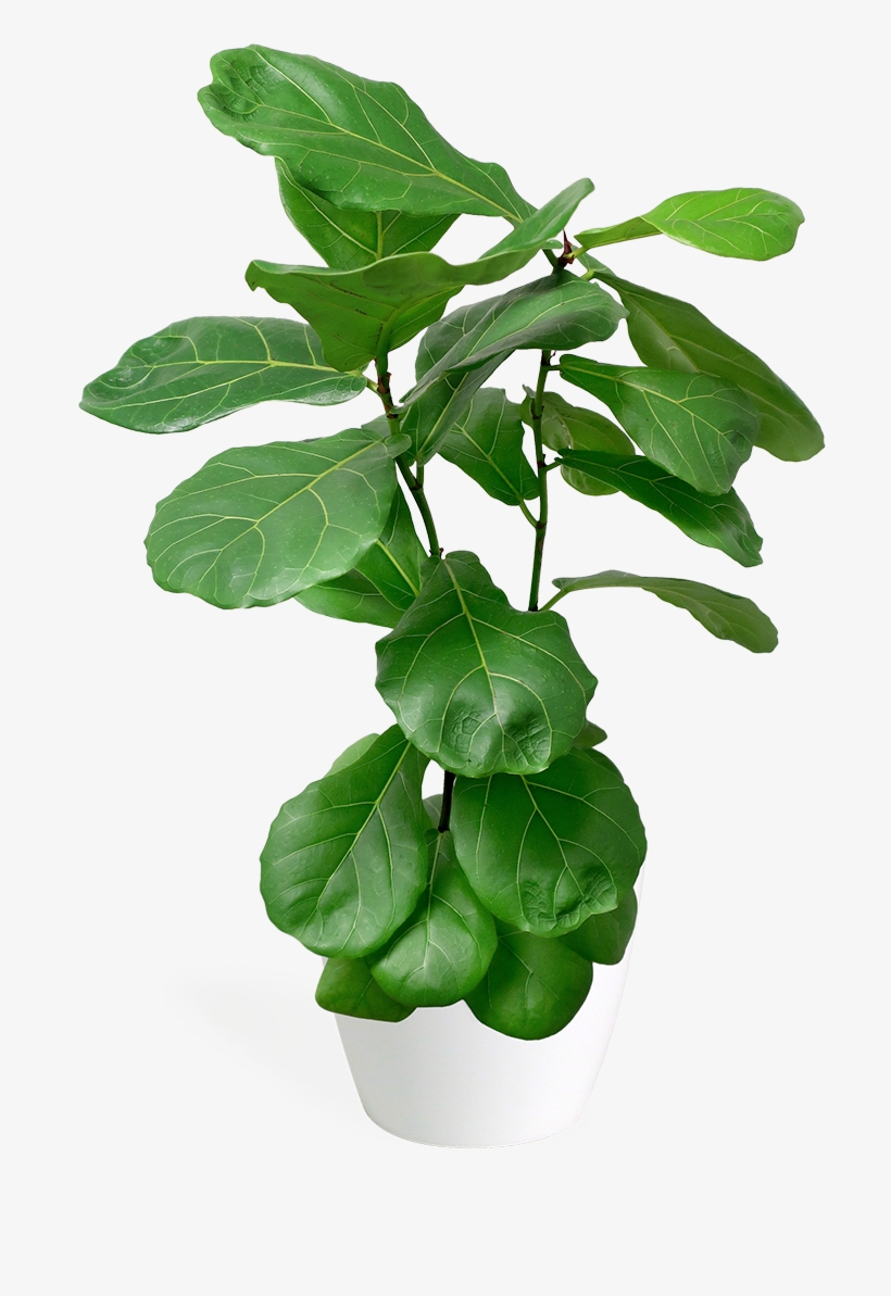 Ficus Lyrata X-small Bush - Fiddle-leaf Fig, transparent png #7609070