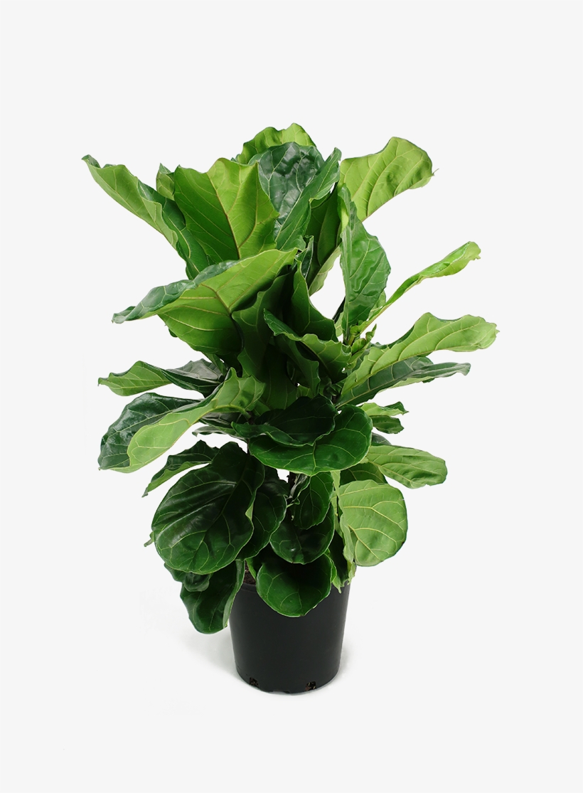 Ficus Lyrata Small Bush - Ficus Lyrata Bush, transparent png #7609240
