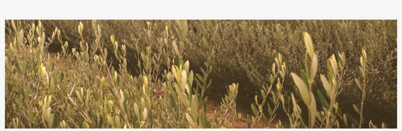 Grass, transparent png #7609267