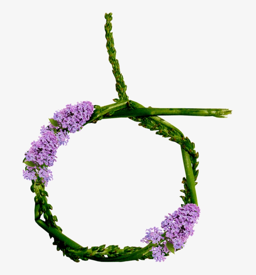 Forgetmenot - Verbena, transparent png #7609959