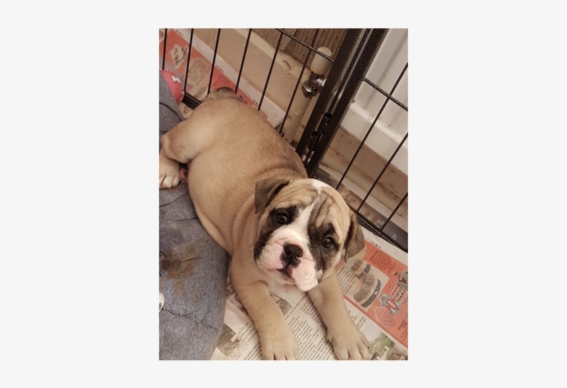 English Bulldog Pups Huu Clear - Australian Bulldog, transparent png #7610671