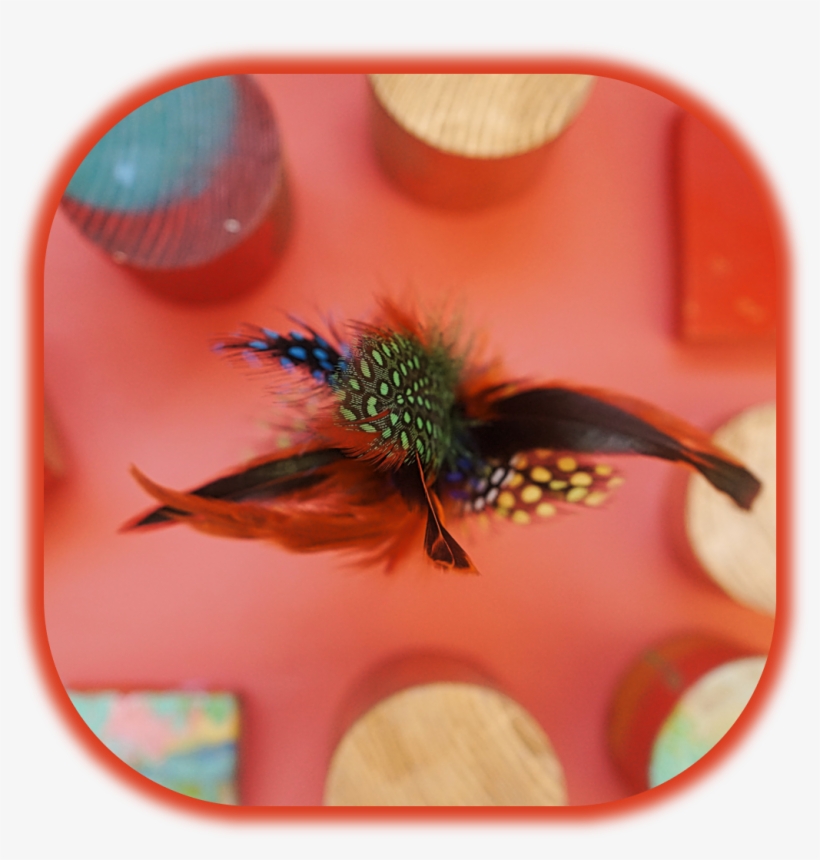 Adult Feather Tickler - Macro Photography, transparent png #7610859