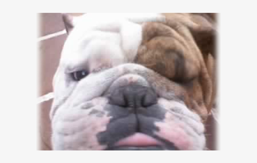 Theo's Bulldog - Australian Bulldog, transparent png #7610953