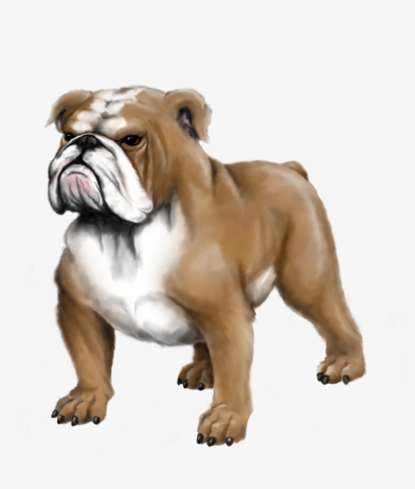 Mrc Bulldog Highres - Olde English Bulldogge, transparent png #7611367
