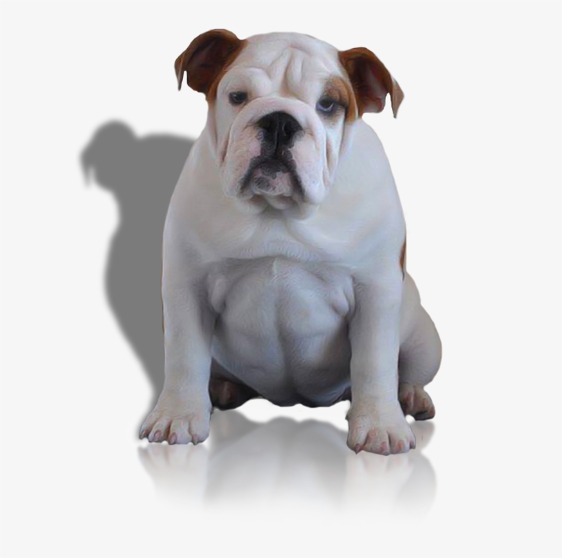 Females - Australian Bulldog, transparent png #7611631