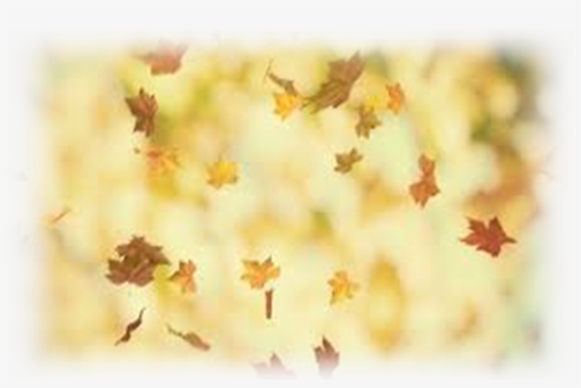 Floral Design, transparent png #7611974