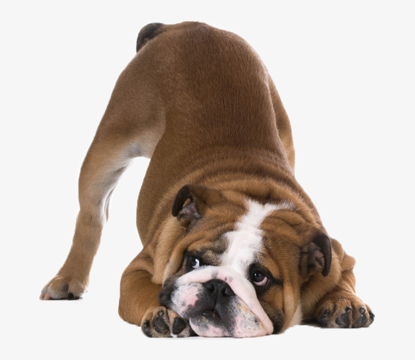 Links And Resources October 13th, 2017tcsku - Dog Butt In The Air, transparent png #7612110