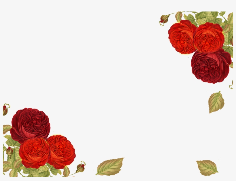 Post Navigation - Garden Roses, transparent png #7612800
