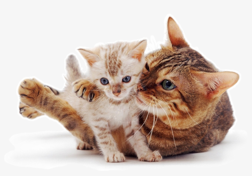 Photo Kitten Photos Raining Cats And Dogs Cute Cats - Kitten, transparent png #7613055