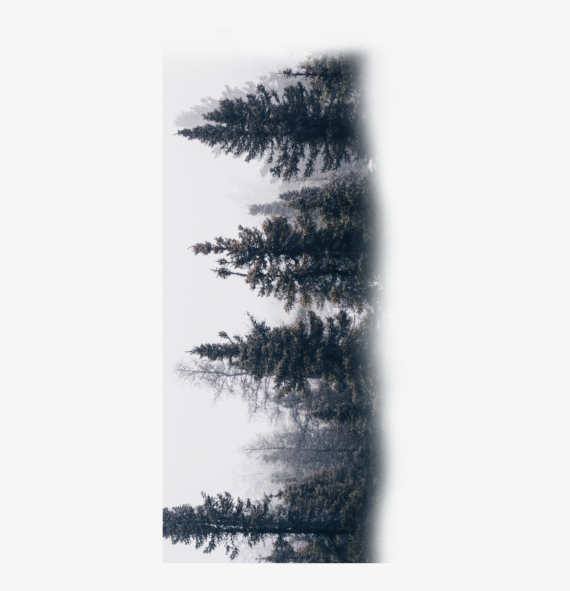 Tree Png ➤ Download - Instagram, transparent png #7613832