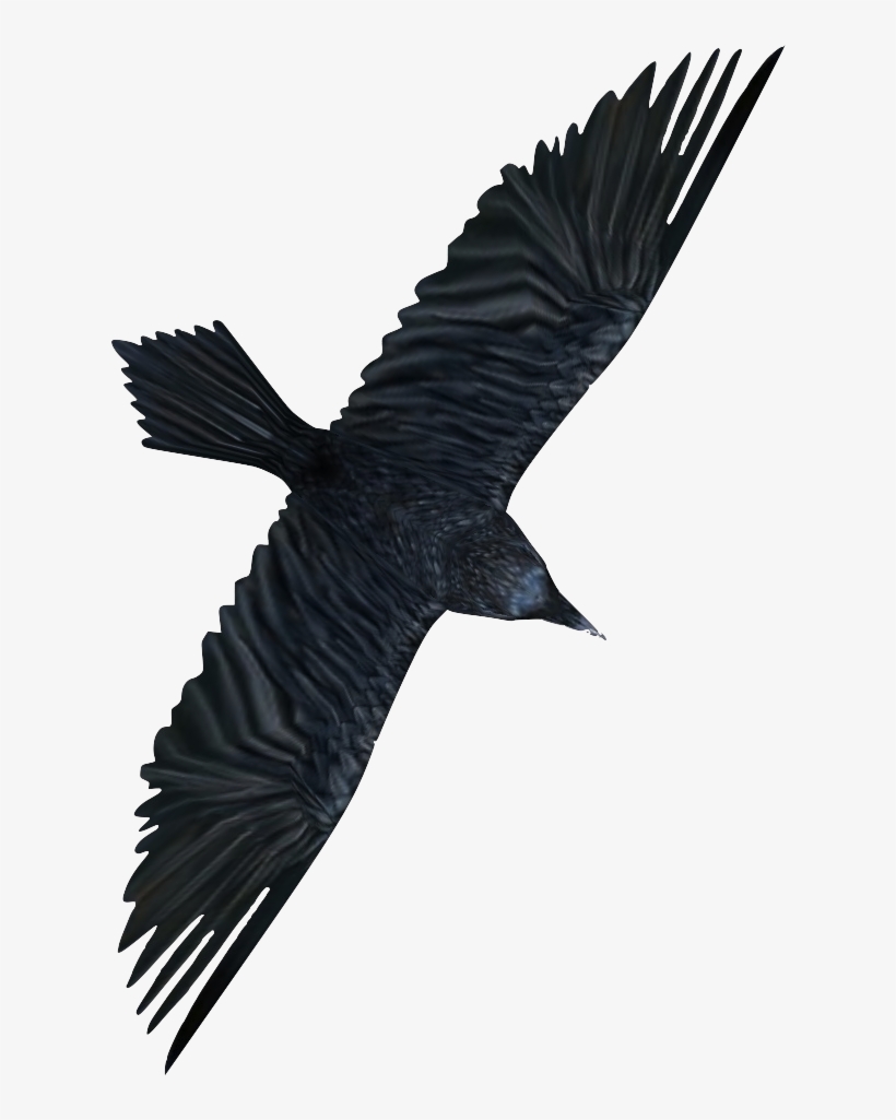 Ravens Are A Type Of Crow That Can Be Found In Abundance - Egyptian Vulture, transparent png #7615054