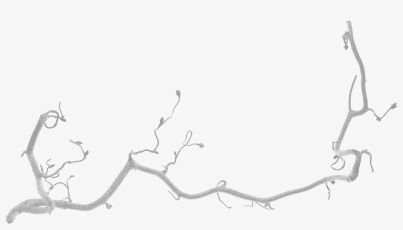About Our Birds - Drawing, transparent png #7615192
