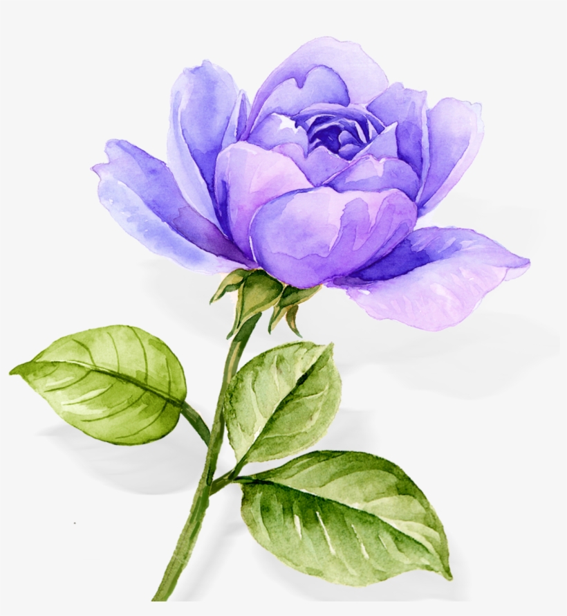 Watercolor Flowers Blue Roses Plants Png And Psd - Floribunda, transparent png #7616299