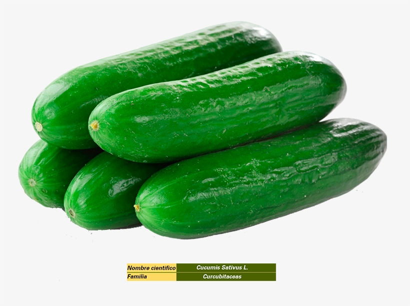 Pepino - Cucumber In Saudi Arabia, transparent png #7616302