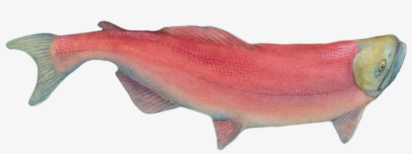 A Salmon Journey - Sockeye Salmon, transparent png #7616516