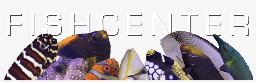 Fishcenter Live - Fish Center Live, transparent png #7617264