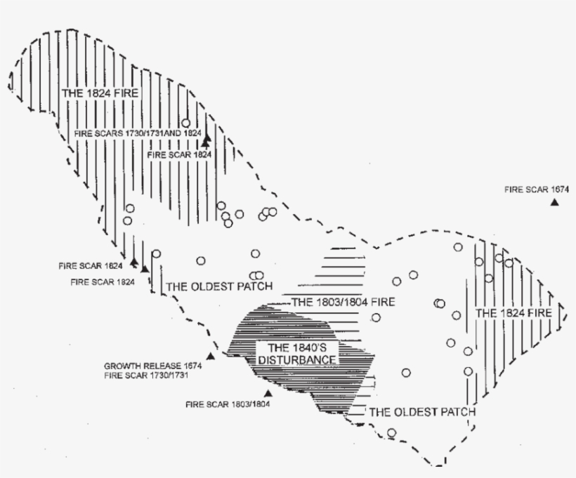 Approximate Limits Of Different Disturbance Patches - Diagram, transparent png #7617478