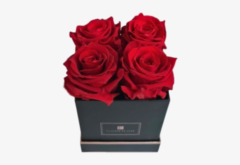 Garden Roses, transparent png #7618393