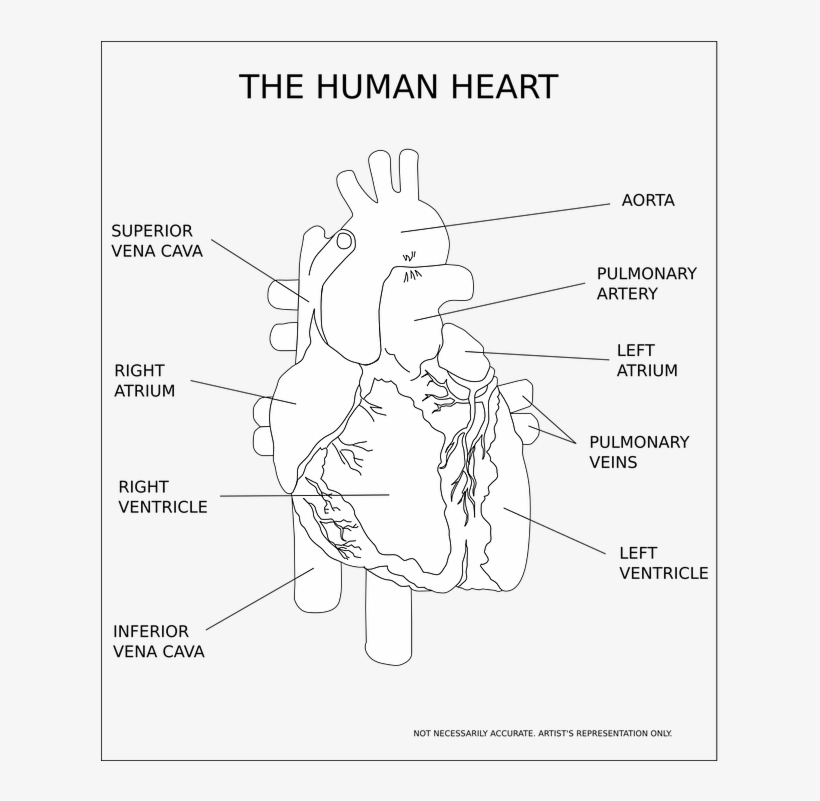 Heart, Ventricle, Organ, Human, Anatomy, Medical - Human Heart Black And White, transparent png #7621049
