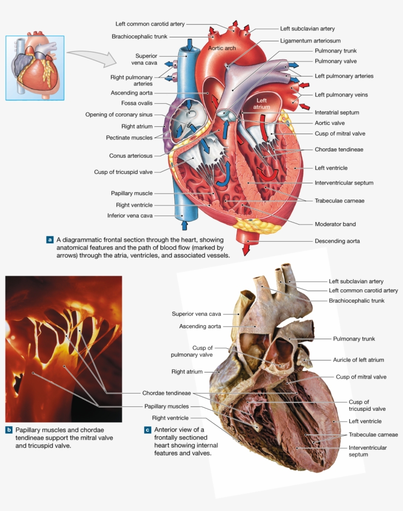 The Heart Is A Four-chambered Organ That Pumps Blood - Labelled Diagram Of Dissected Heart, transparent png #7621093