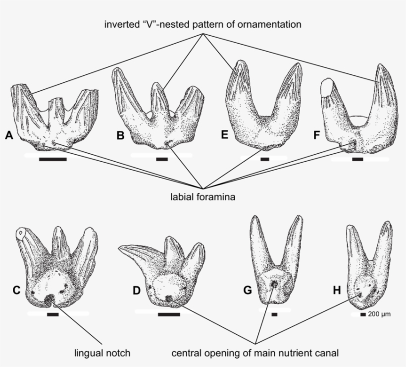 Typical Teeth Of Bransonella And Barbclabornia (e H) - Drawing, transparent png #7622056