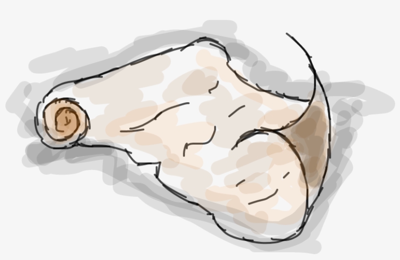 Pergaminho - Illustration, transparent png #7623404