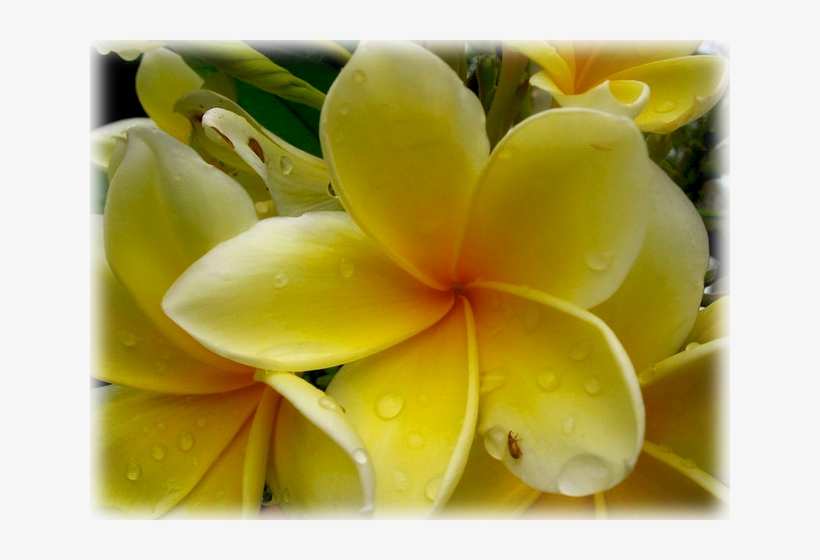 Wild Things Grow - Frangipani, transparent png #7624126