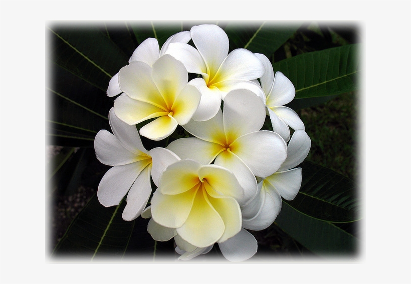 Wild Things Grow - Frangipani, transparent png #7624725