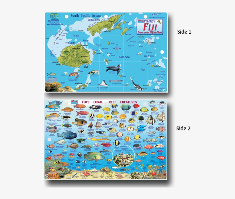 1814-32 - Reef Fish Of Fiji, transparent png #7626234