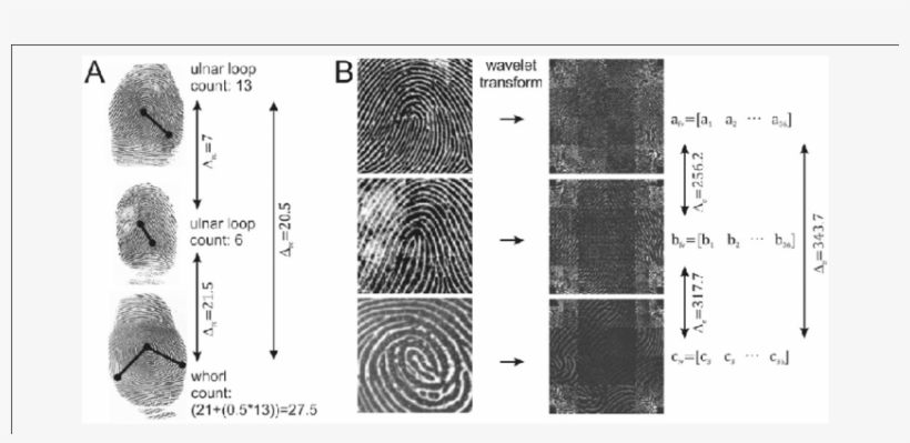 Two Loop Fingerprints (top And Middle) And 1 Whorl - Monochrome, transparent png #7627351