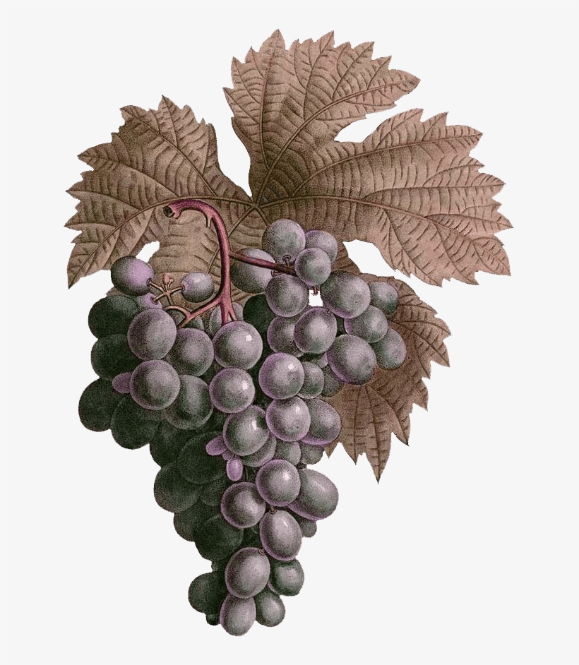 Adam's Leap Wines Is Nestled In The Beautiful Hunter - Seedless Fruit, transparent png #7628052