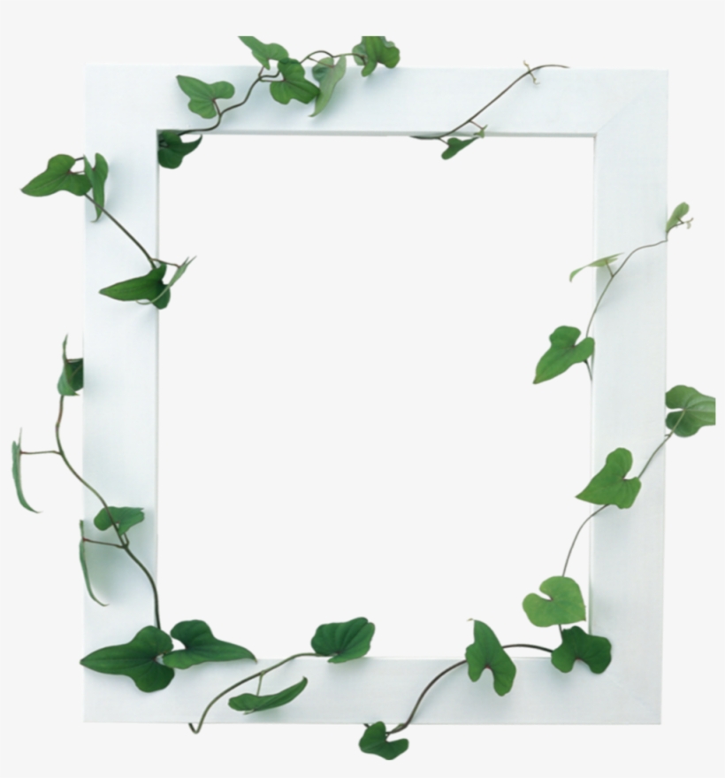 Mq White Vines Frame Frames Border Borders Border - Frames For Photoshop, transparent png #7628342