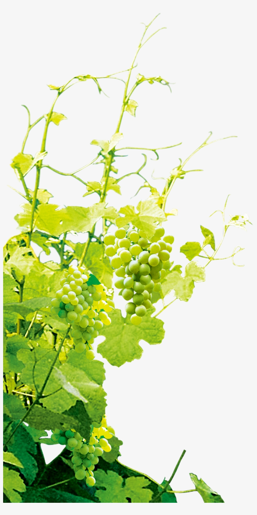 Green Grapes, Clip Art, Illustrations, Green Grape, - Grapevine Png, transparent png #7628376