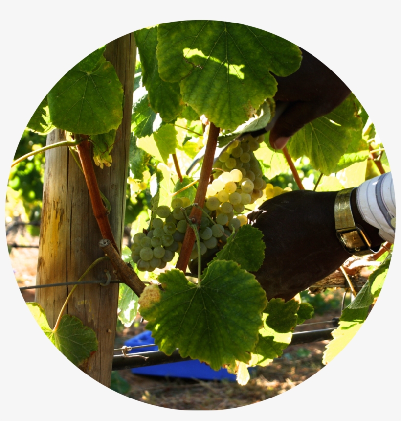 In Order To Make Fine Wine, Grapes Must Be Harvested - Grape, transparent png #7628638