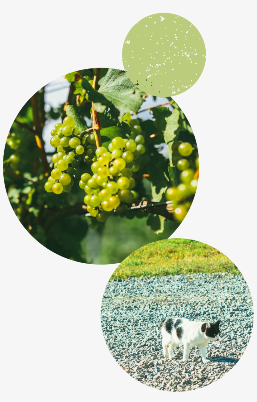 At The Mongaku Valley Winery In Yoichi, Hokkaido, We - Seedless Fruit, transparent png #7629081