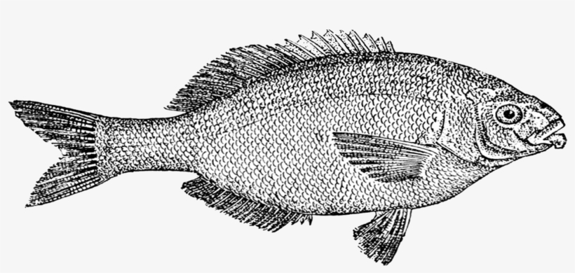 {click On Png Image To Download/save} The Above Image - Fish Drawing Transparent Background, transparent png #7630588