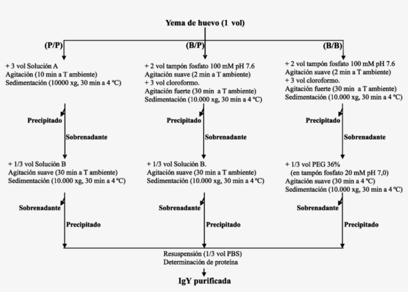 Protocolos De Purificación De Igy De Yema De Huevo - Document, transparent png #7632822