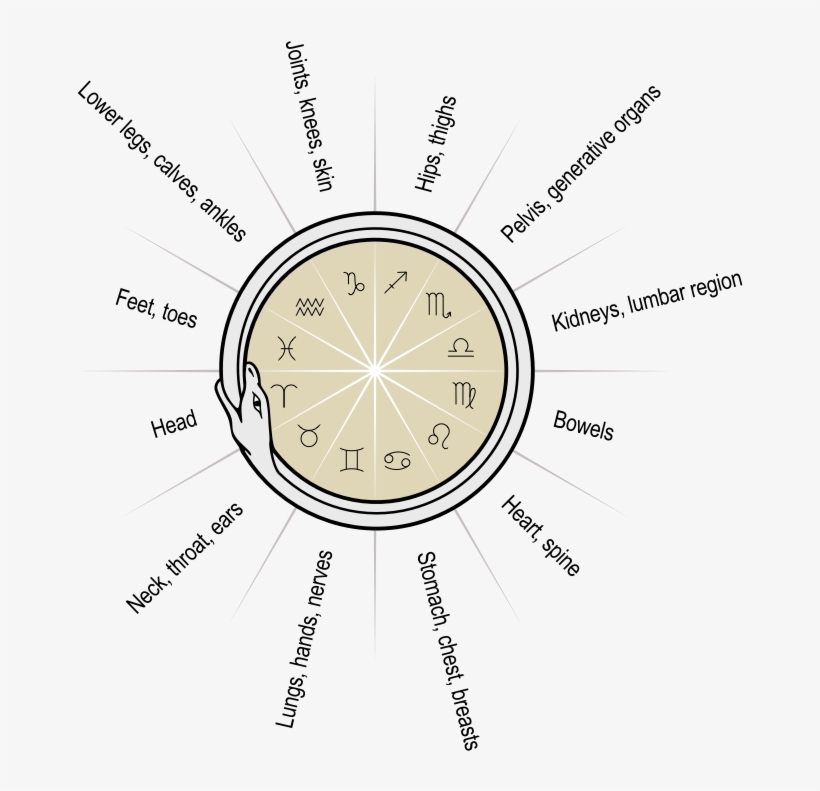 The Signs Of The Zodiac And Their Anatomical Correspondences - Speak Denim, transparent png #7633593