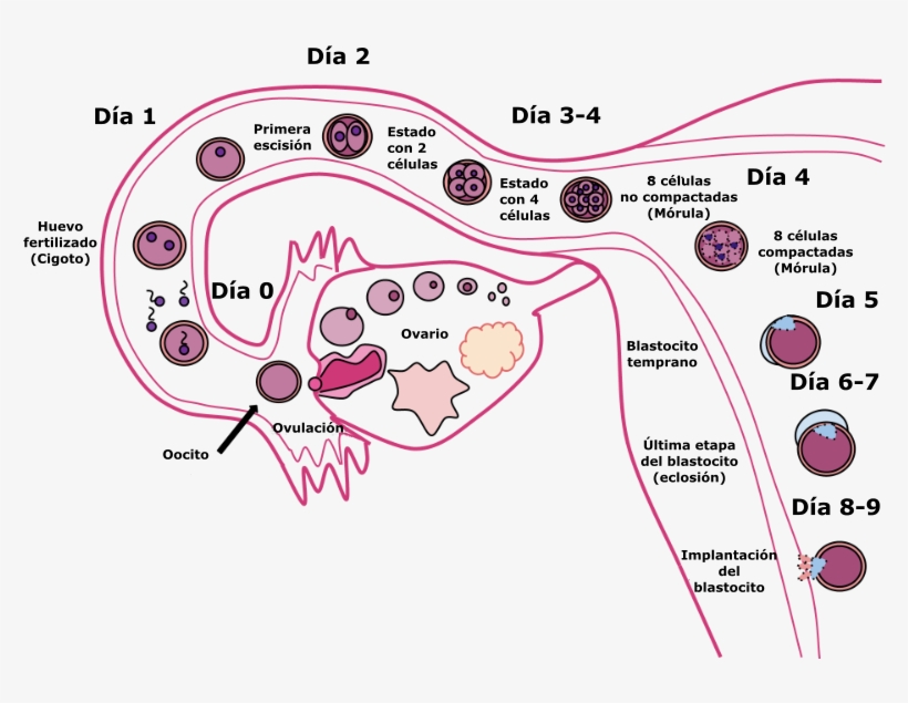 Human Fertilization-es - Fertilization Symptoms, transparent png #7634205