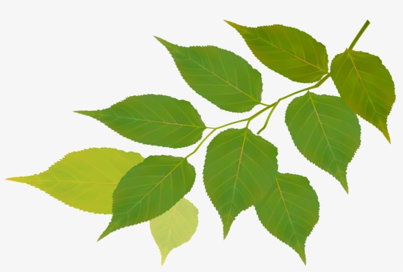 Residenciales - Fondo Hoja Naturaleza, transparent png #7635478