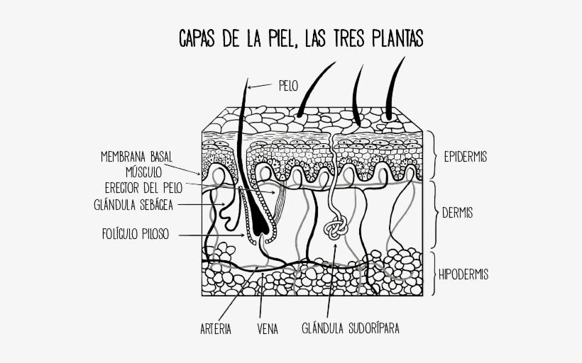 La Cubierta Recibe La Luz Del Sol - Diagram, transparent png #7635517