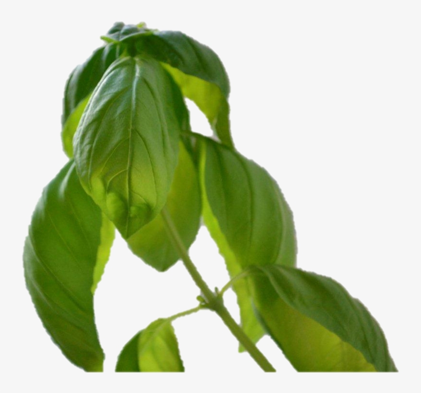 Falta De Luz En Las Plantas - Tree, transparent png #7636095